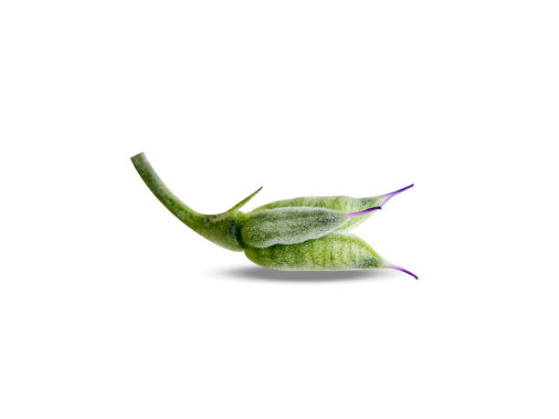 Delphinium or larkspur green fruits isolated on white background