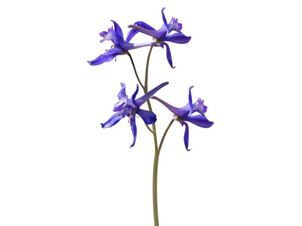 istock Delphinium or larkspur flower 2193293560
