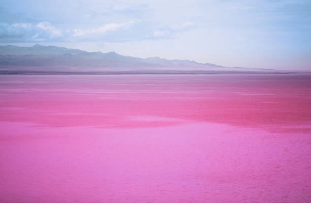 Pink pond with magenta water plants in mountain area
