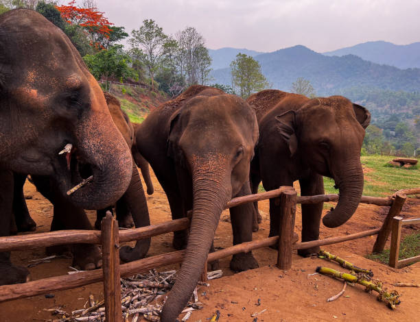 istock Asian Elephants in Elephant Sanctuary 2193294351