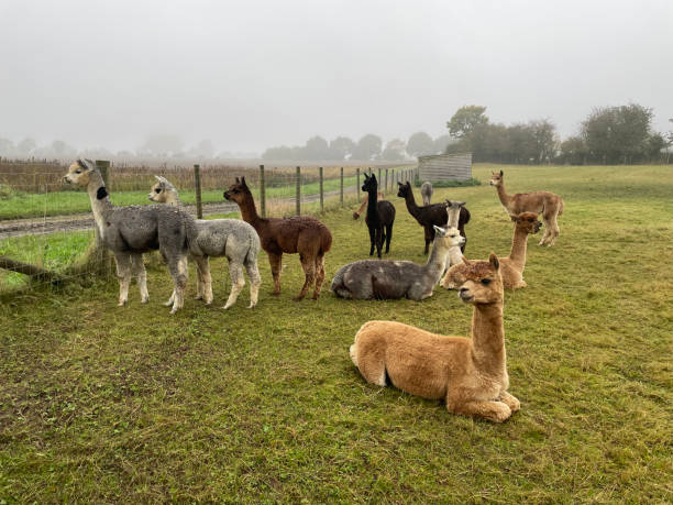 Full body shot of a brown alpaca standing on a light brown background, looking forward