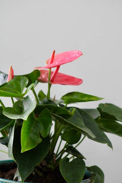 istock Painter's Palette Houseplant 2193295666