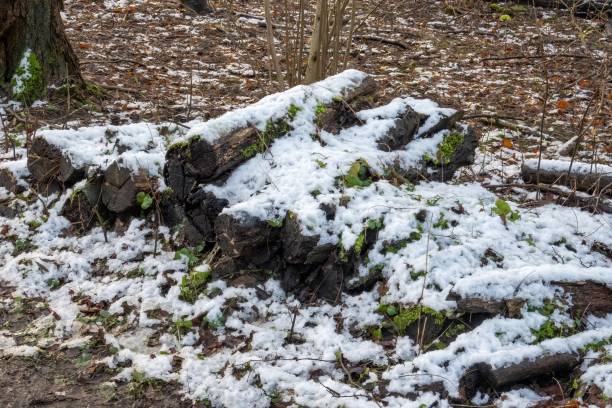 Fresh snow covering mossy logs on the forest floor during winter, creating a serene and natural scene
