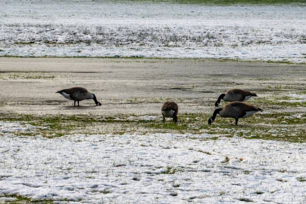 istock Canada geese foraging on snowy grass in winter 2193295723