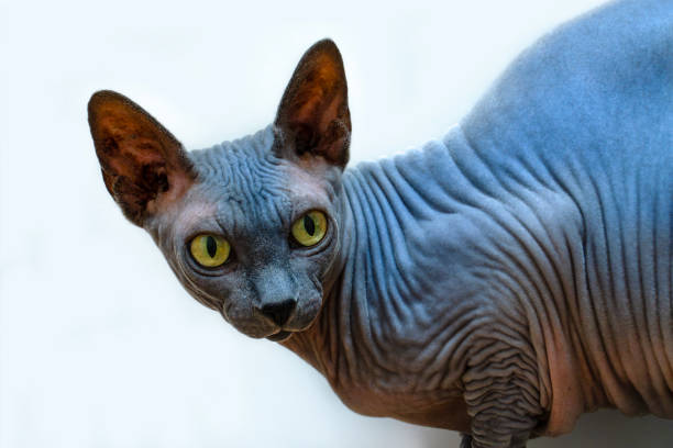 istock Sphynx cat looking at camera with intense gaze on white background 2193296742