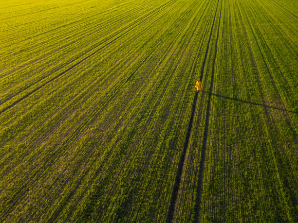 istock Farmer walking through cultivated wheat field at sunset 2193297379