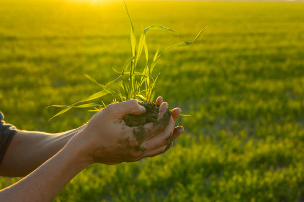 istock Farmer holding young wheat sprout in hands at sunset 2193298481