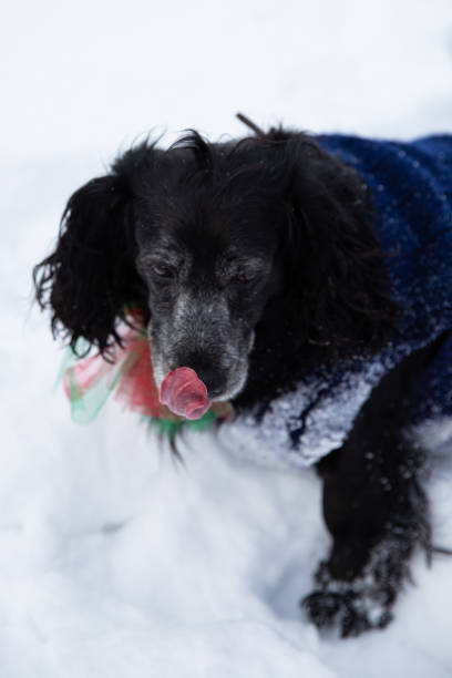 cocker spaniel with a beautiful bow, dog on a walk, handsome beautiful dog