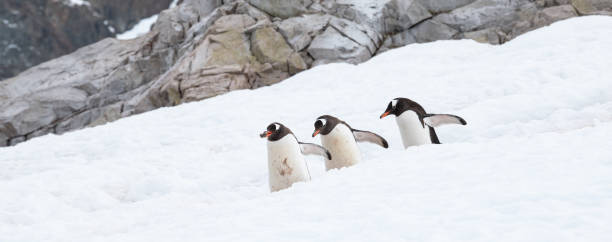 istock Funny penguins walking in the snow in Antarctica. 2193299087
