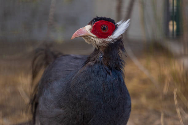 istock Gray-eared pheasant, pheasant photo, beautiful bird 2193299180