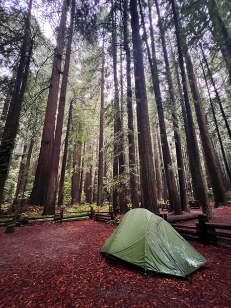 istock Tent in California Redwoods 2193299757