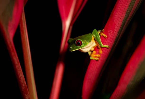 istock Red-eyed Tree Frog in Costa Rica 2193301637