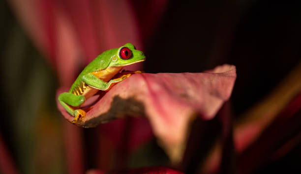istock Red-eyed Tree Frog in Costa Rica 2193301638