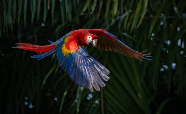 istock Scarlet Macaw in Costa Rica 2193301658