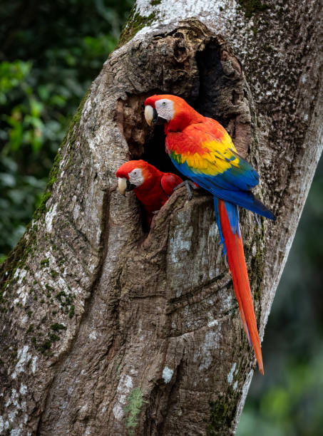 istock Scarlet Macaw in Costa Rica 2193301716