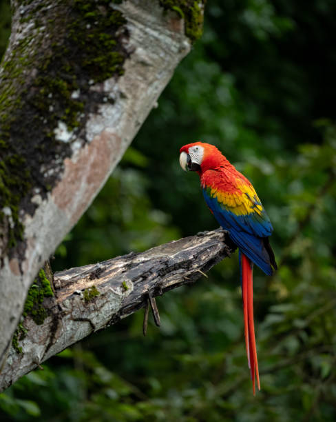 istock Scarlet Macaw in Costa Rica 2193301812