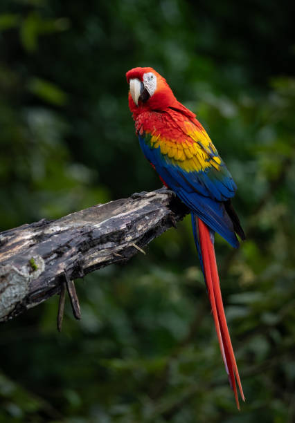 istock Scarlet Macaw in Costa Rica 2193301821