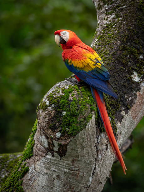 istock Scarlet Macaw in Costa Rica 2193302413