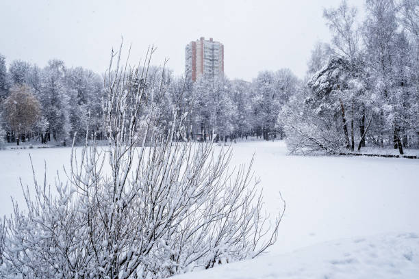 Winter landscape in the park during snowfall