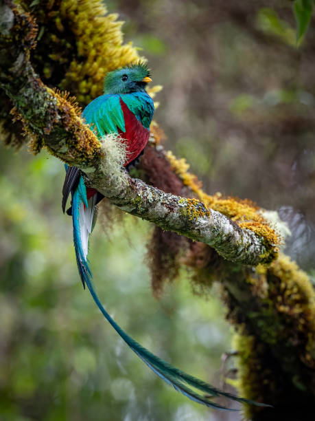 Resplendent Quetzal in Costa Rica