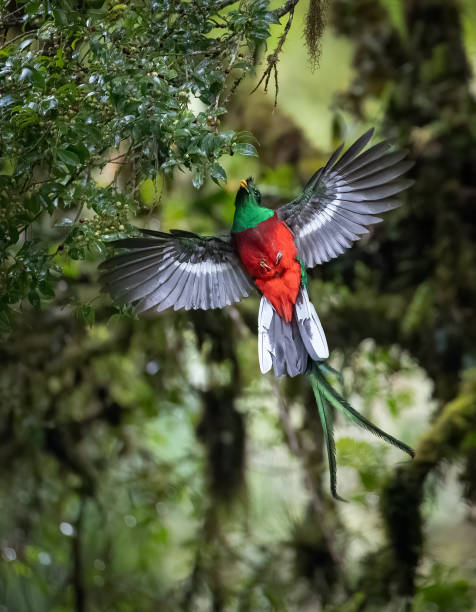 istock Resplendent Quetzal in Costa Rica 2193302775