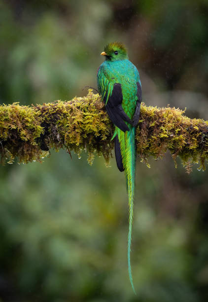 istock Resplendent Quetzal in Costa Rica 2193302841