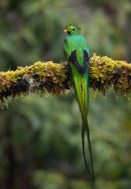istock Resplendent Quetzal in Costa Rica 2193302853