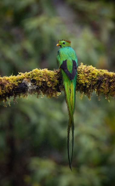istock Resplendent Quetzal in Costa Rica 2193302868