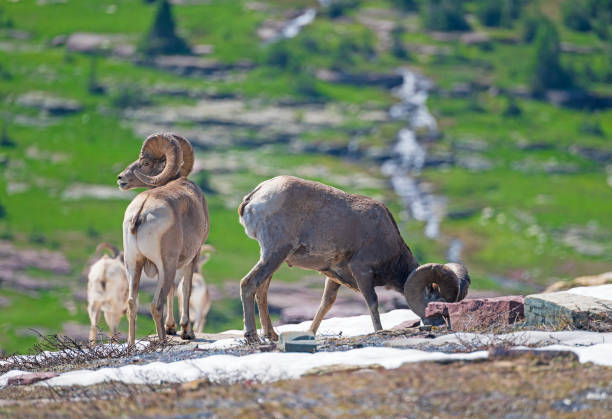 istock Big Horn Sheep Grazing in the Alpine Tundra 2193304108
