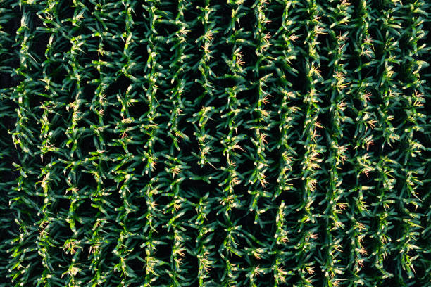 istock Aerial top down view maize corn agricultural field 2193305733