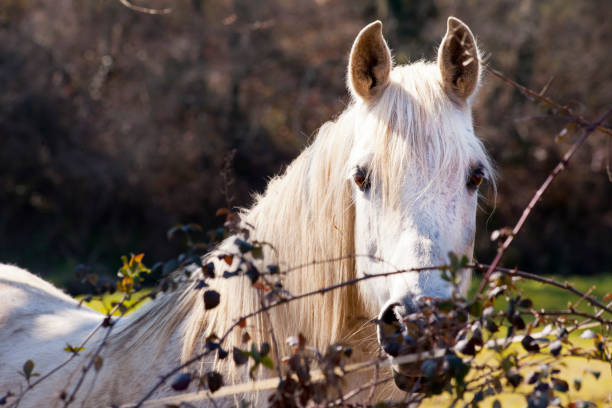 Beautiful white horse close-up view. Galicia, Spain.