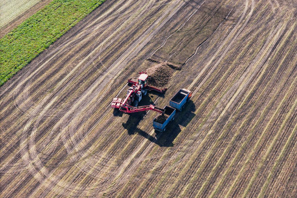 istock Sugar beet harvesting on agricultural field, loading sugar beet into truck 2193306005