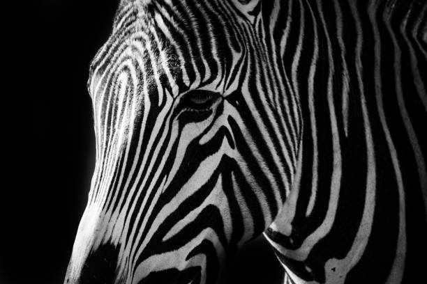 istock Black and white photo of a zebra head 2193306549