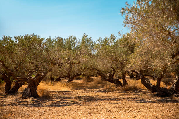 Olive grove at Kissamos, little Town in Crete, Greece. Copy space