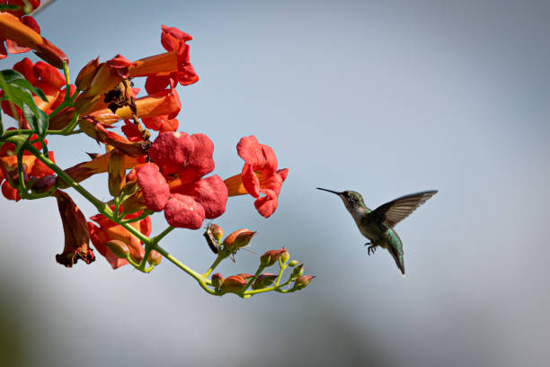 Ruby-throated hummingbird