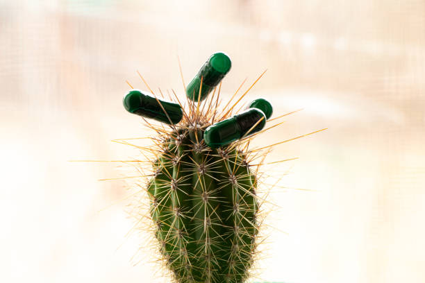 Green pills in capsules on a prickly cactus on the window, medicine and medicine