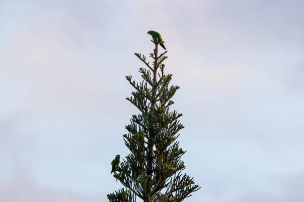 Psittacara chloropterus in Santo Domingo