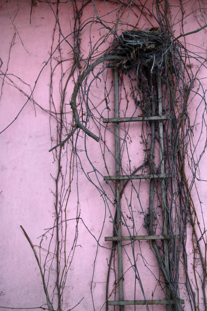 istock Empty bird nest on a old metallic ladder against a pink wall 2193311828