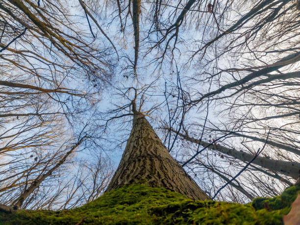 Tall tree growing in sky. View from bottom perspective. Moss wraps roots, textured bark.