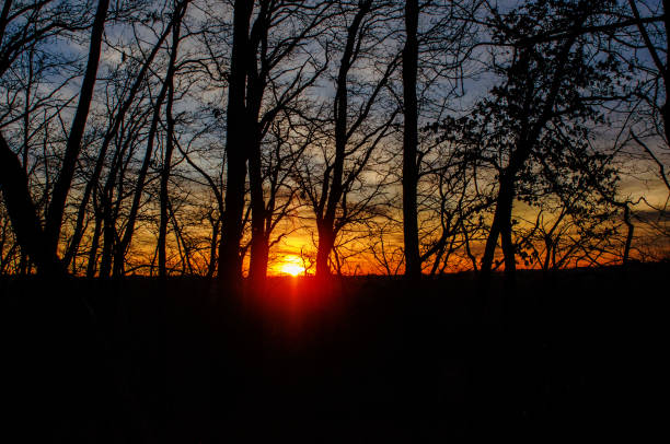 Twilight. Golden glow of sunbeams through forest branches. Sunset through dark trees. Semidarkness