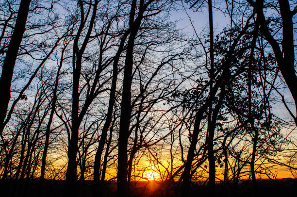 Sun sets with golden glow through forest branches. Peaceful sunset through dark trees. Semidarkness
