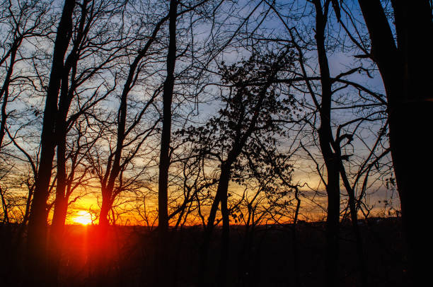 Golden glow of sunbeams through forest branches. Sunset through dark trees. Semi-darkness. Twilight
