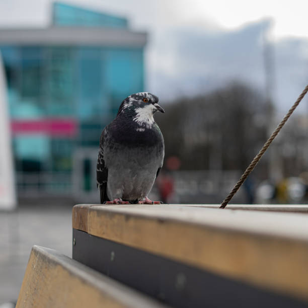 istock Pigeon relaxing after the rain. 2193313203