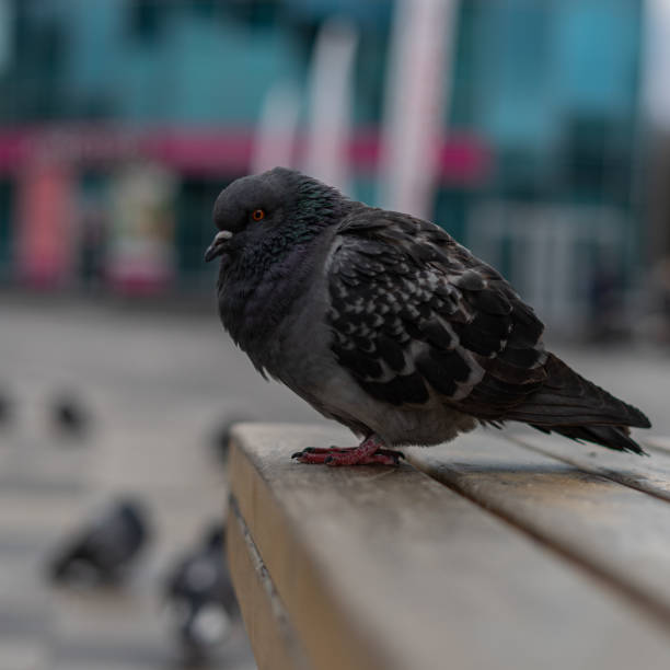 istock Pigeon relaxing after the rain. 2193313233