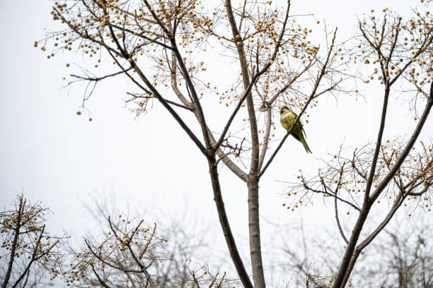 An Argentinian parrot is observing the park from above, perched on one of the branches of a tree that has lost all its leaves. The image is during the winter. Copy Space