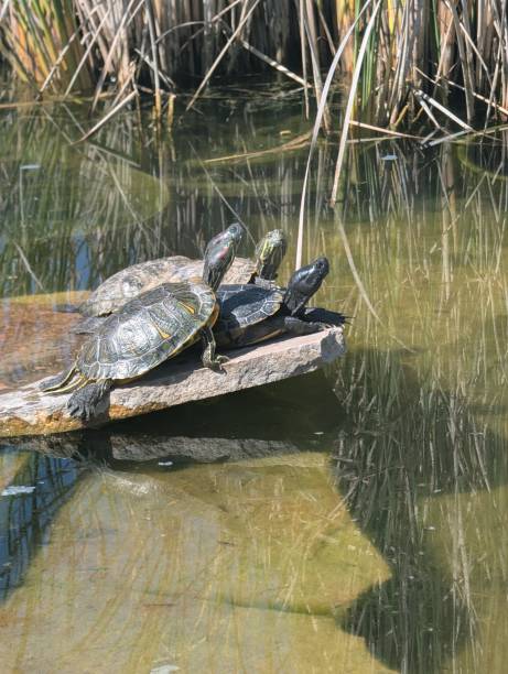 istock Turtles of Four 2193317534