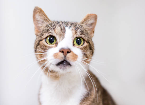 istock A tabby shorthair cat with its ear tipped 2193317994