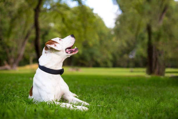istock A mixed breed dog lying in the grass and looking up 2193318018
