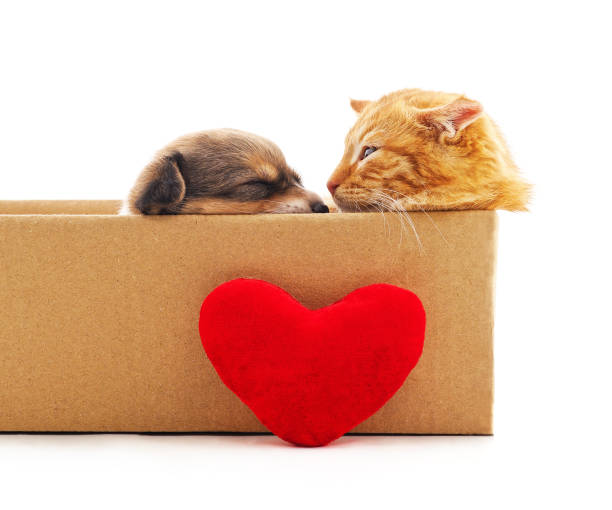 istock Cat and dog in a box with a heart. 2193319830