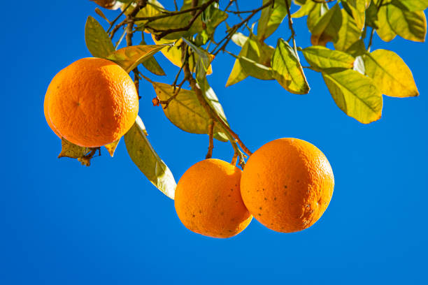 Orange tree